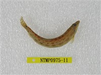 藏品(中華鰍)的圖片